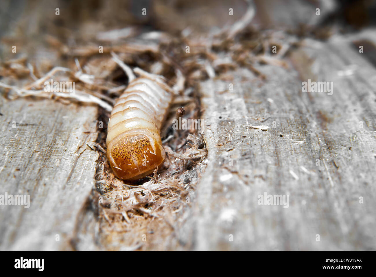Larva of a longhorned beetle (Saperda carcharias) in a tree trunk Stock Photo