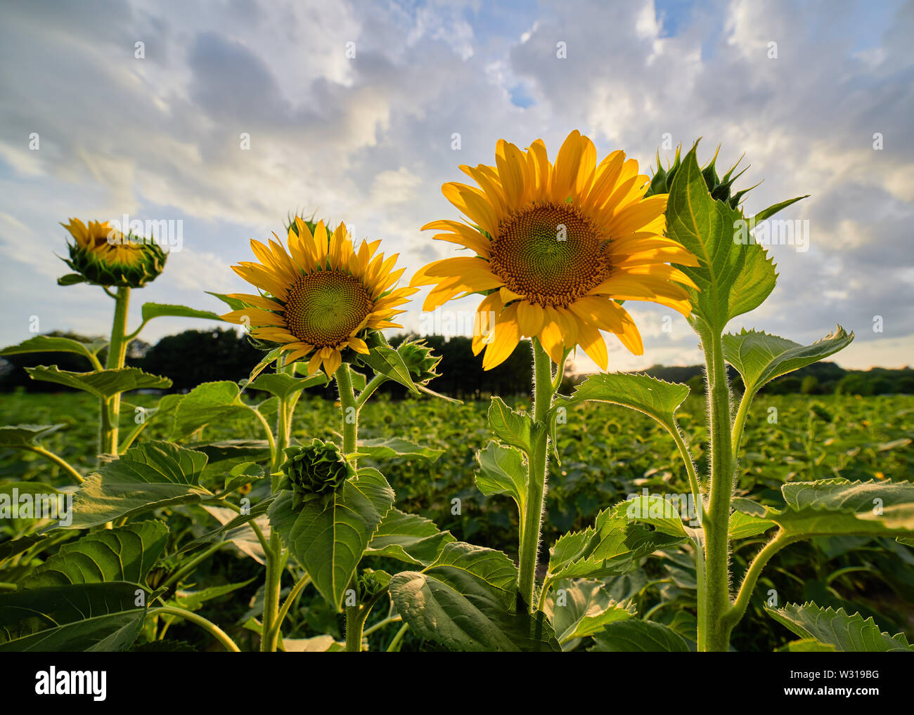Sunflowers bloom in the light of the setting sun at Dorothea Dix Park
