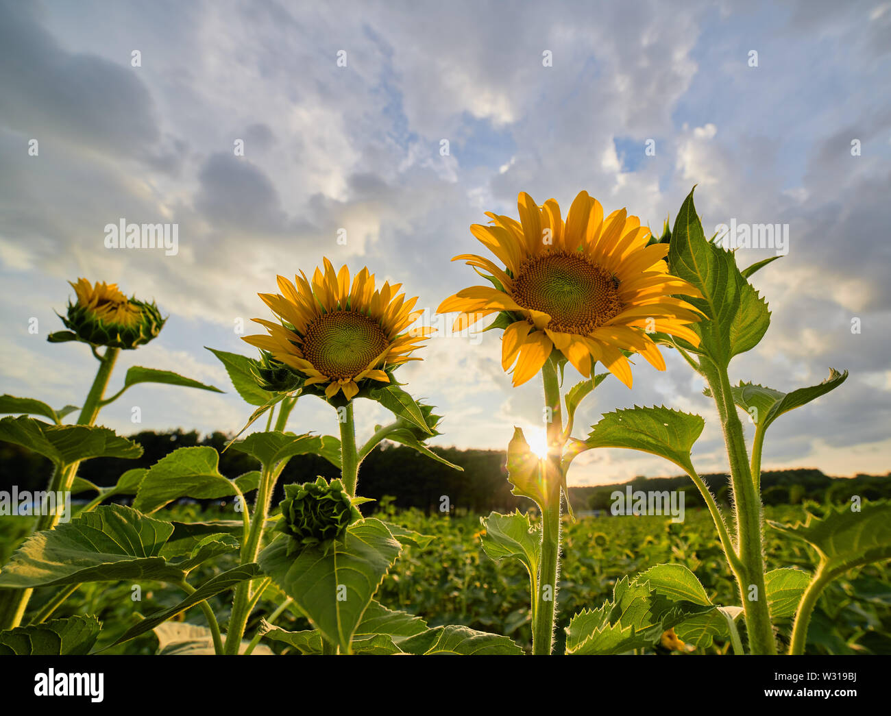 Sunflowers bloom in the light of the setting sun at Dorothea Dix Park