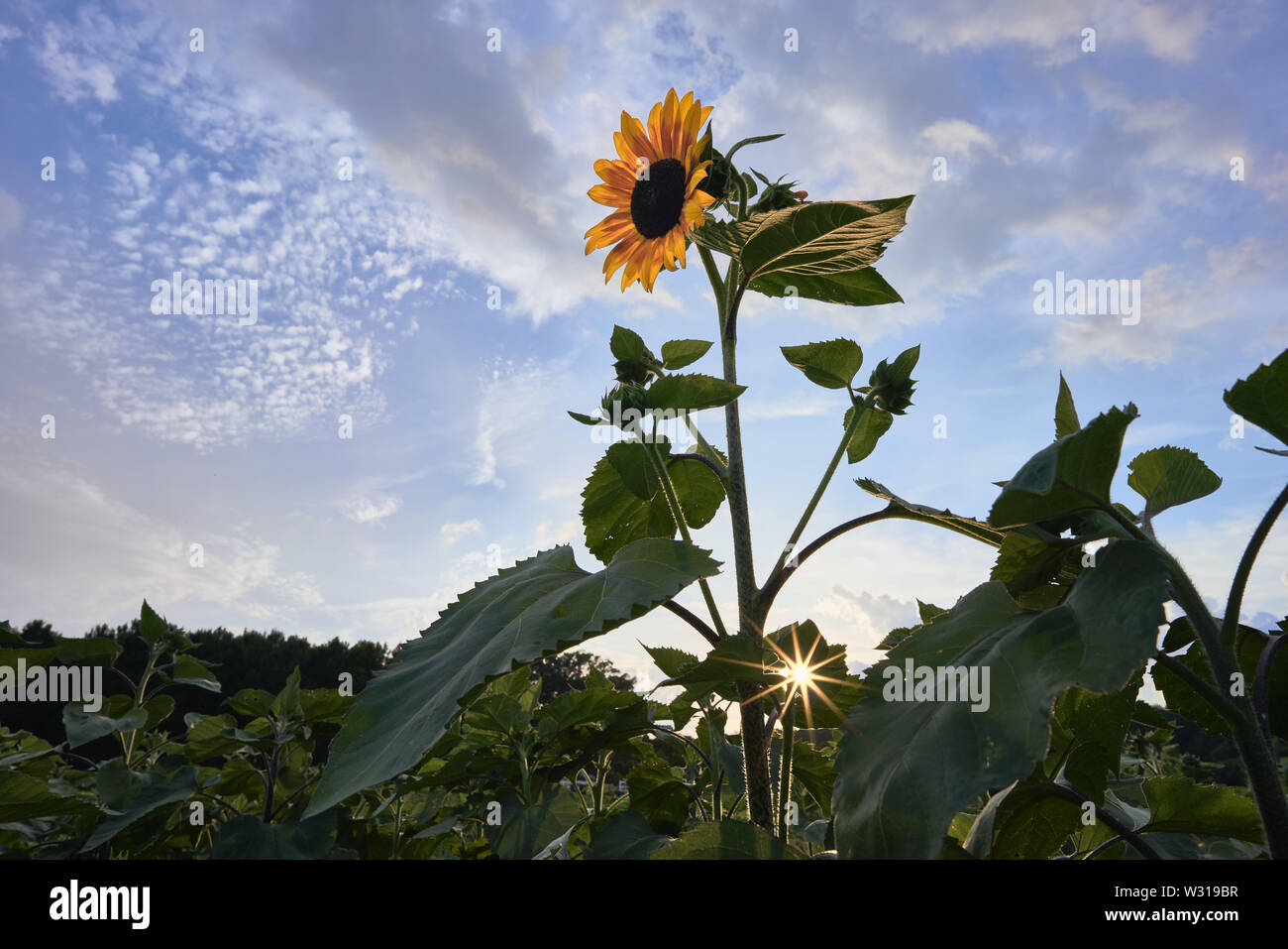 Sunflowers bloom in the light of the setting sun at Dorothea Dix Park
