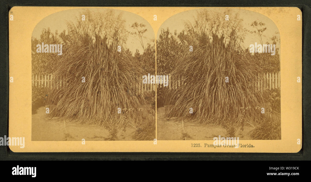 Pamapas grass Florida, from Robert N Dennis collection of stereoscopic views Stock Photo