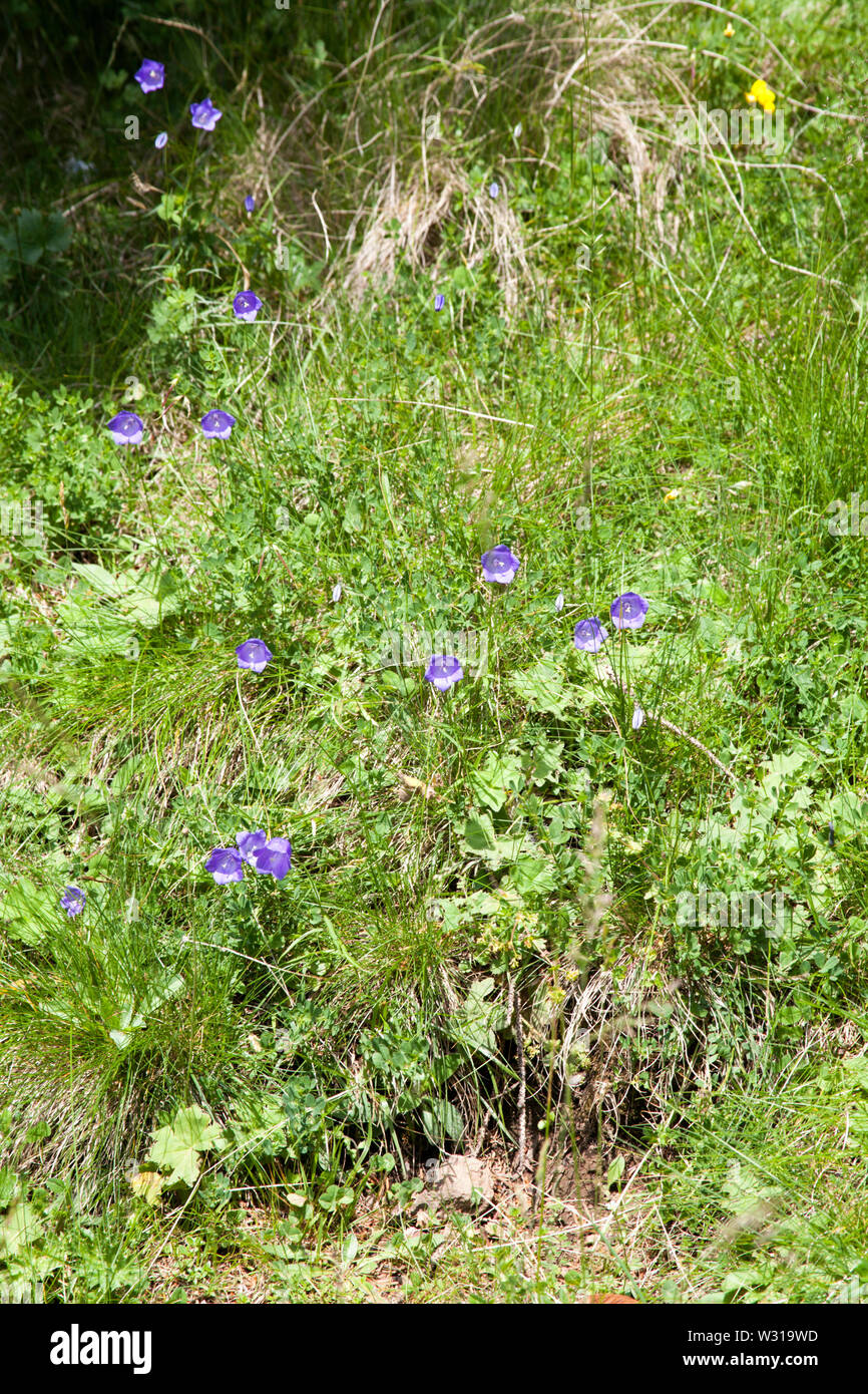 Scheuchzer's Bellflower growing in the Val Gadena The Dolomites South Tyrol Italy Stock Photo