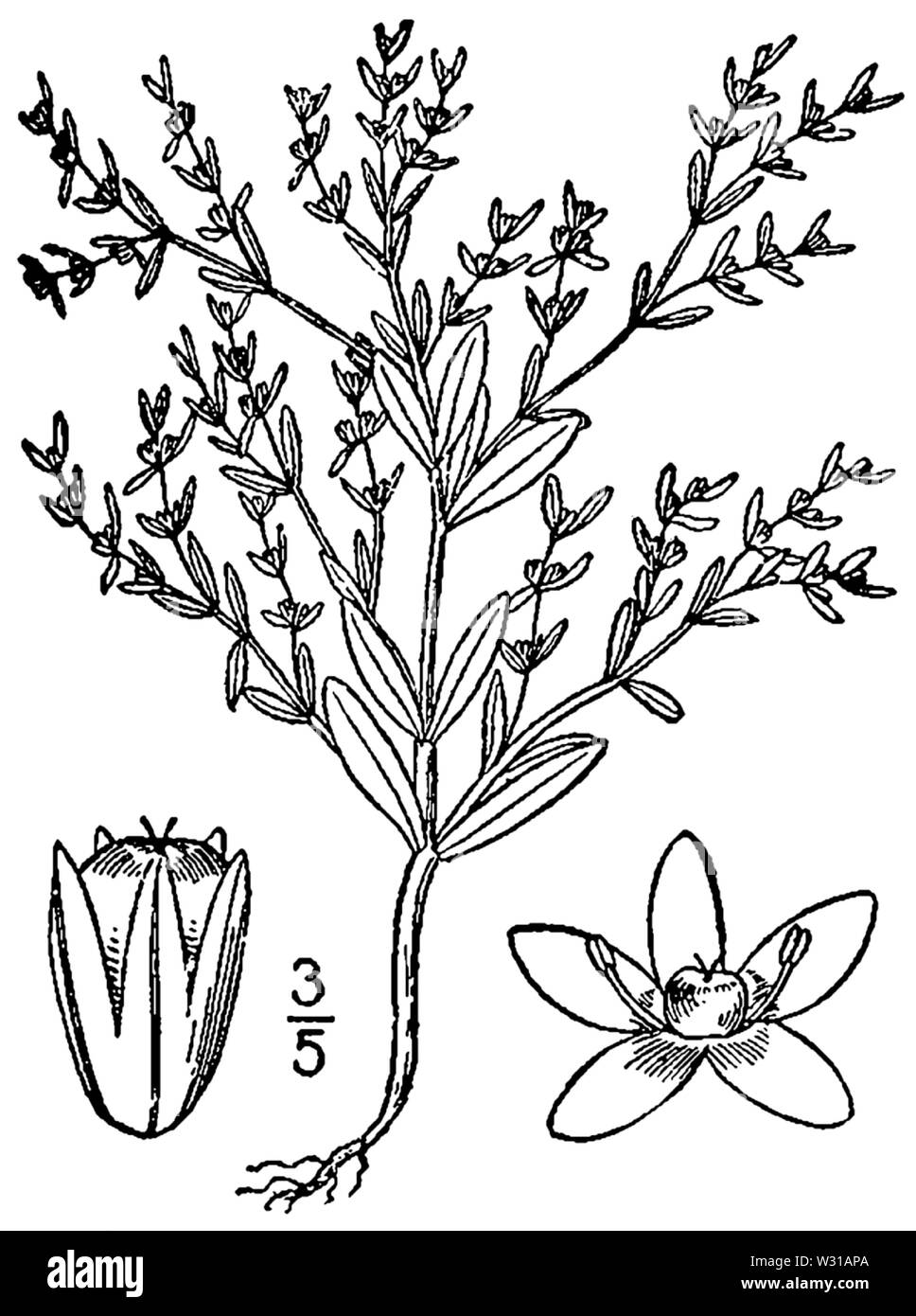 Paronychia fastigiata var fastigiata BB-1913 Stock Photo