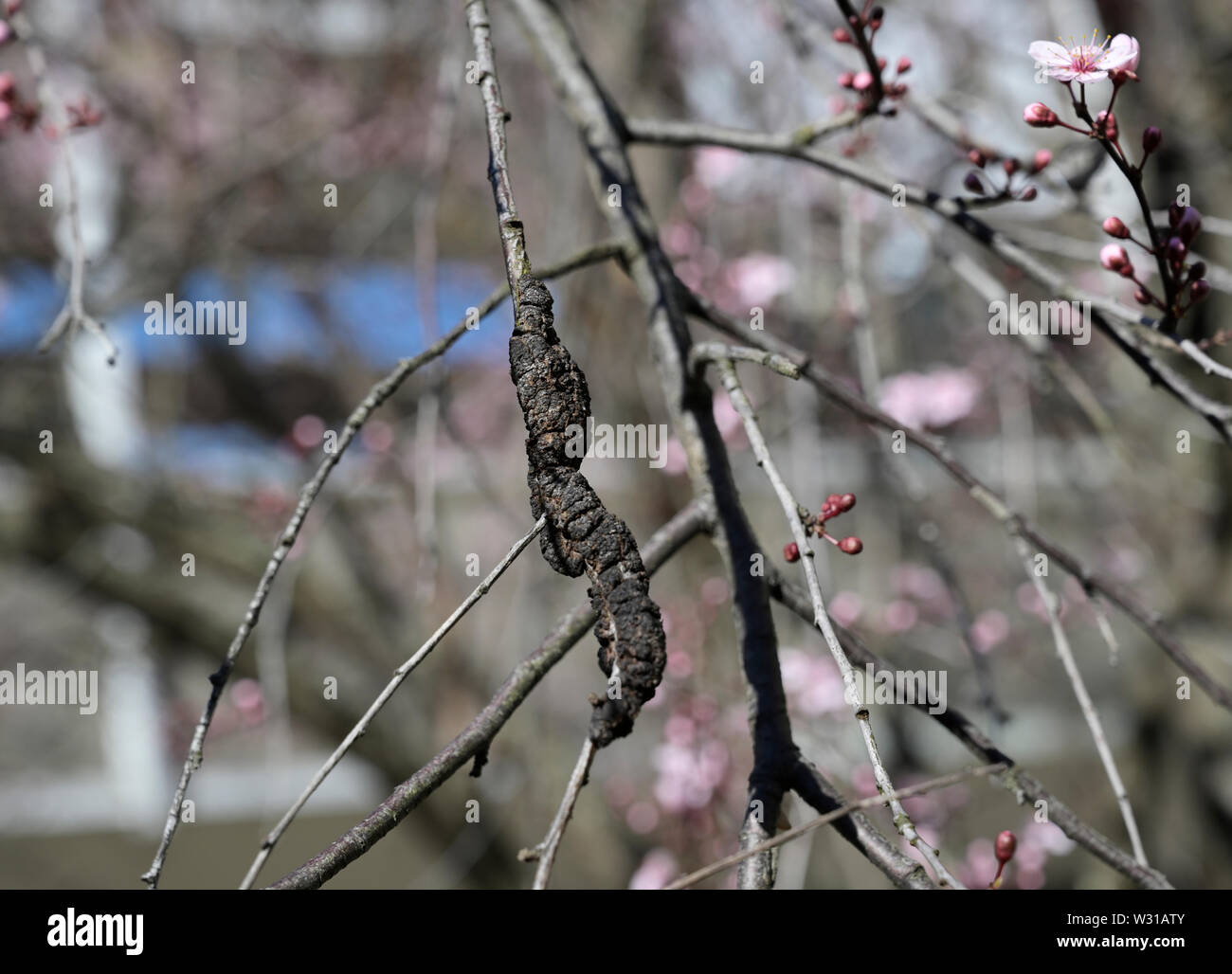 Black Knot Fungus, Dibotryon morbosum or Apiosporina morbosa, on flowering plum tree Stock Photo