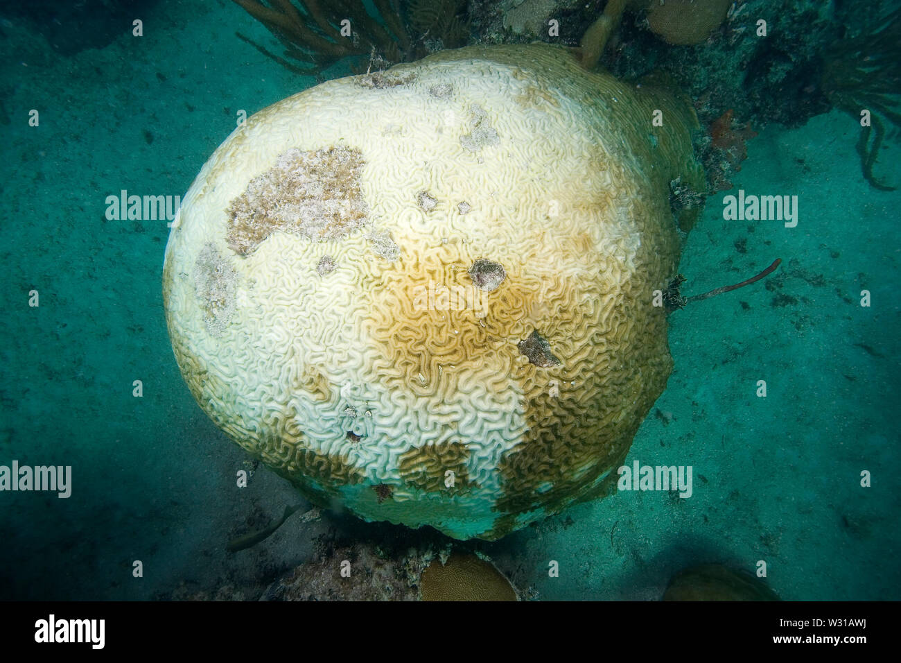 Coral bleaching, diseased coral, Florida Keys National Marine Sanctuary, Florida Stock Photo