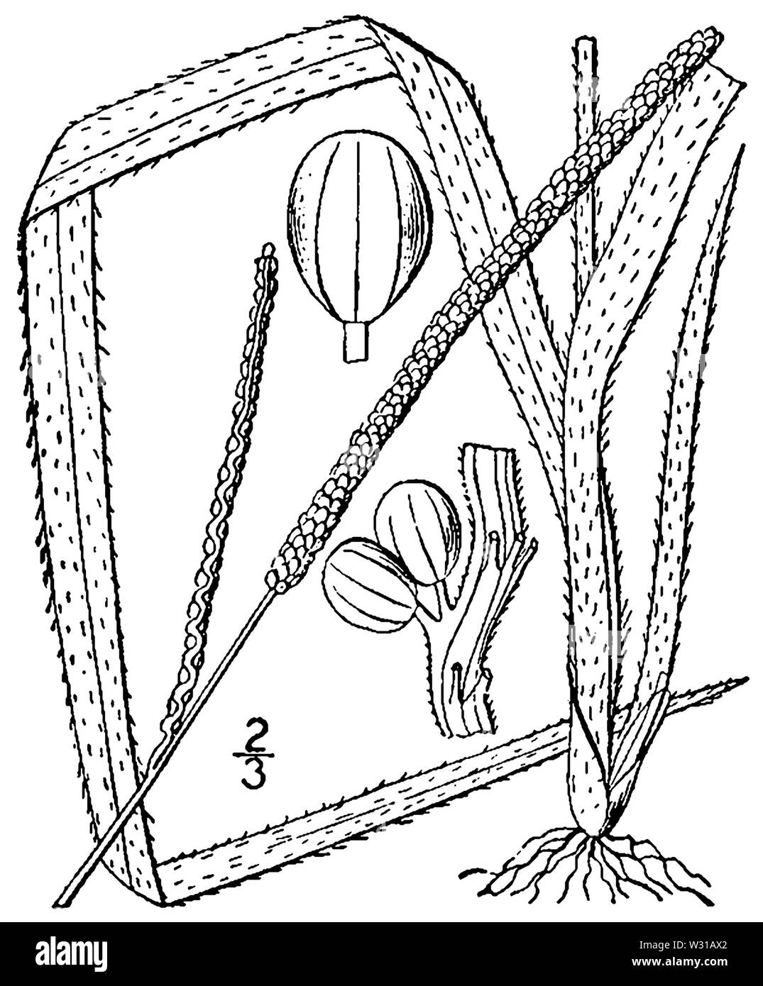 Paspalum setaceum var muhlenbergii (as P muhlenbergii) BB-1913 Stock Photo