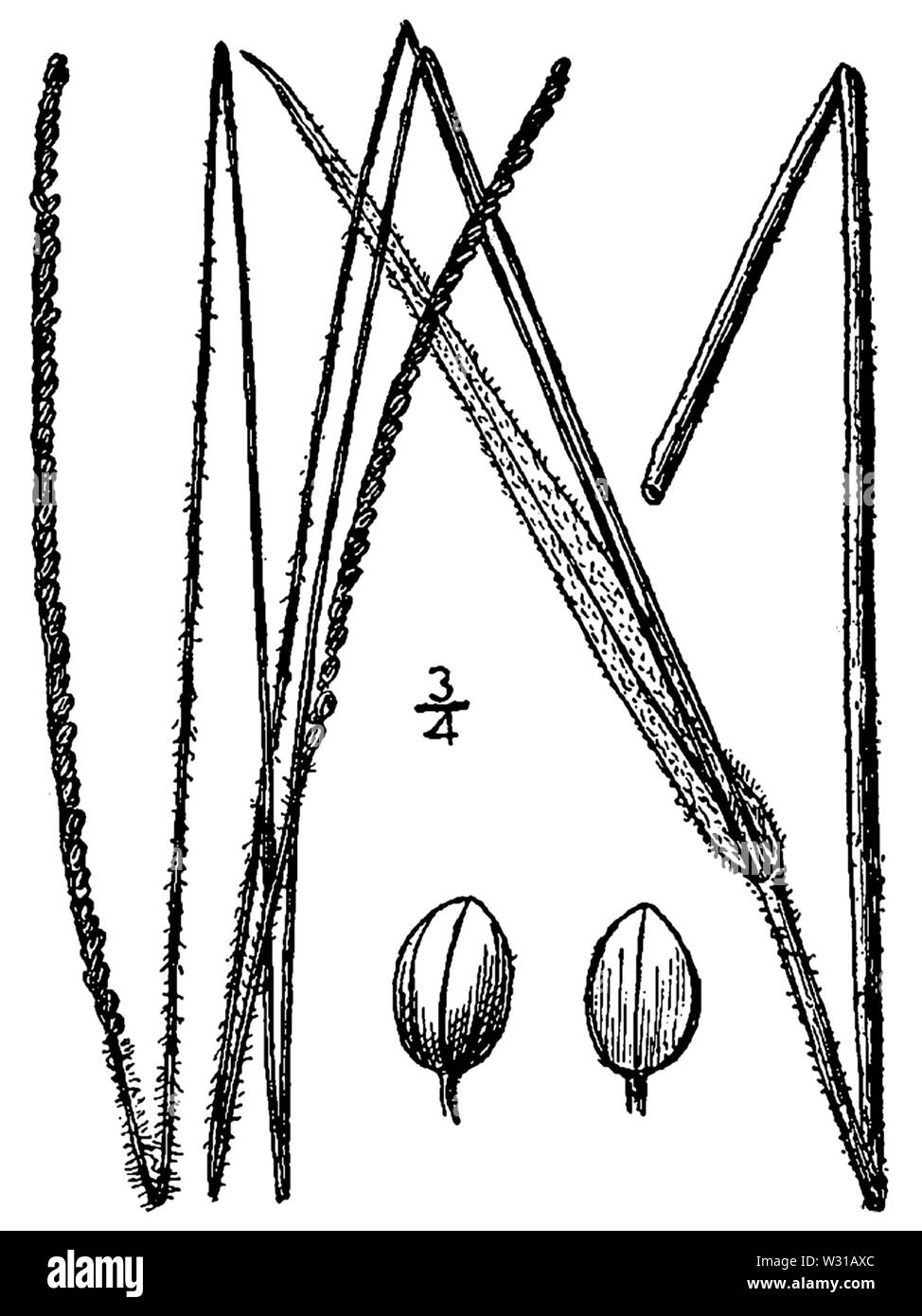Paspalum setaceum var muhlenbergii (as P pubescens) BB-1913 Stock Photo