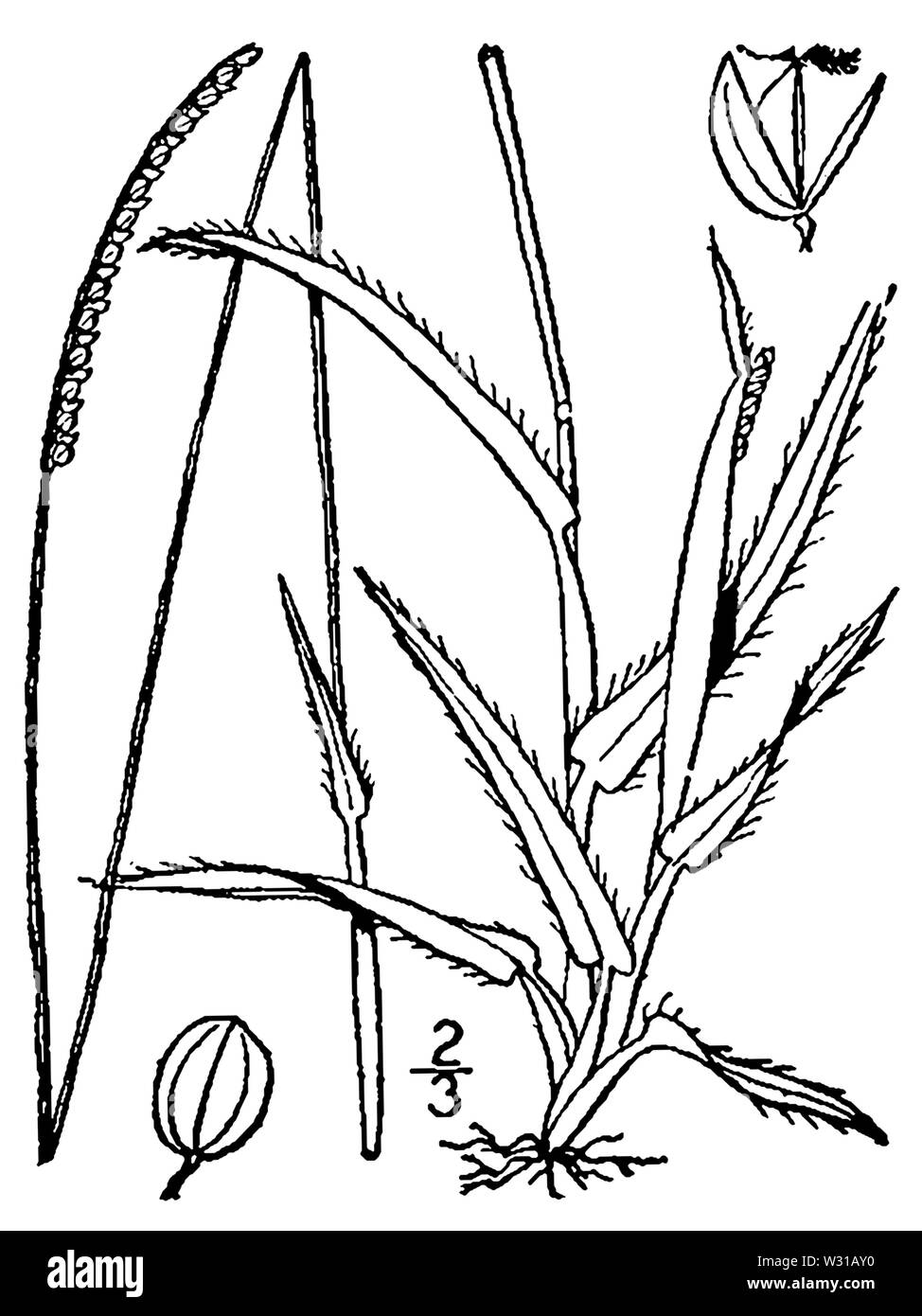 Paspalum setaceum var longepedunculatum (as P longepedunculatum) BB-1913 Stock Photo