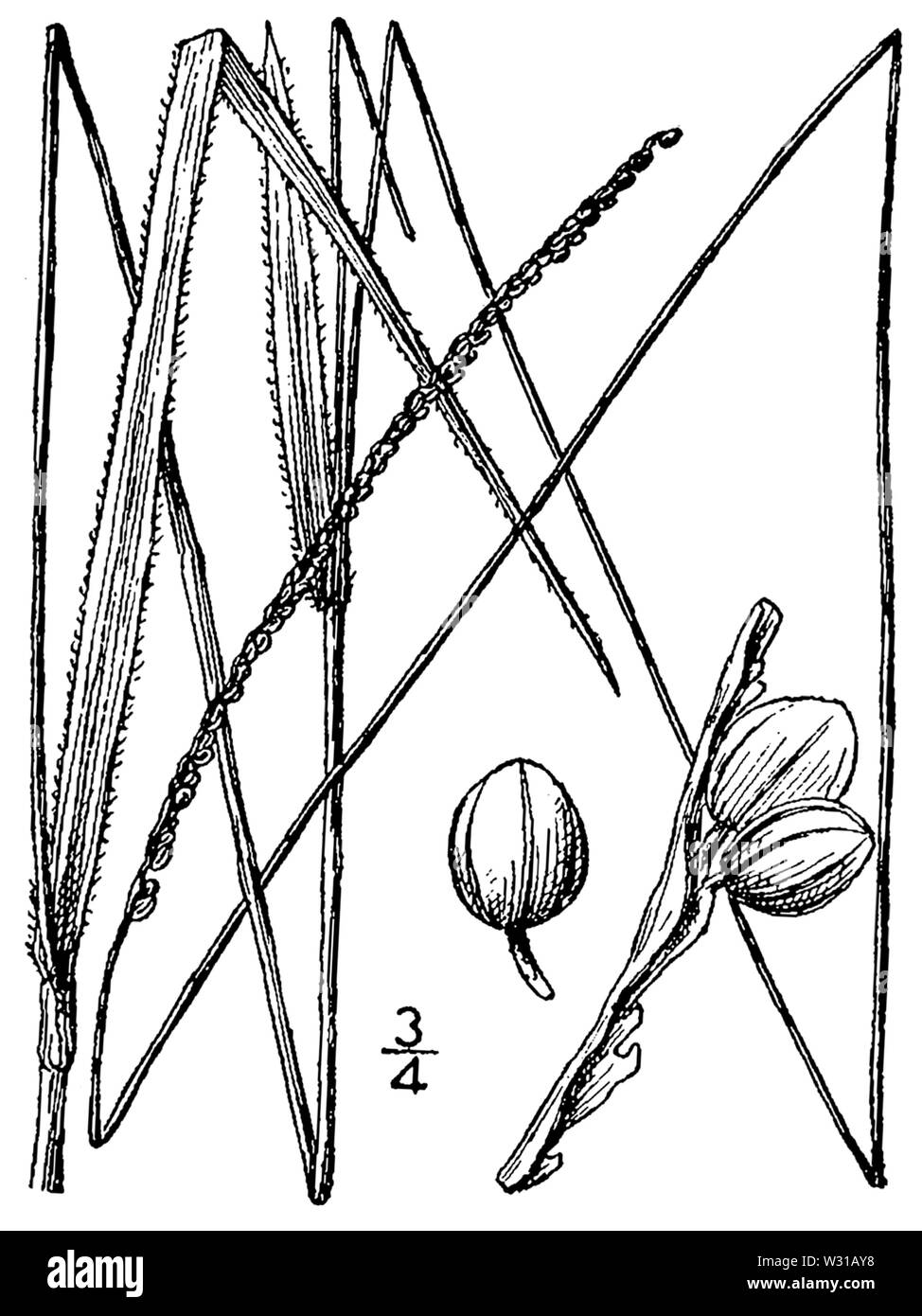 Paspalum setaceum var ciliatifolium (as P ciliatifolium) BB-1913 Stock Photo