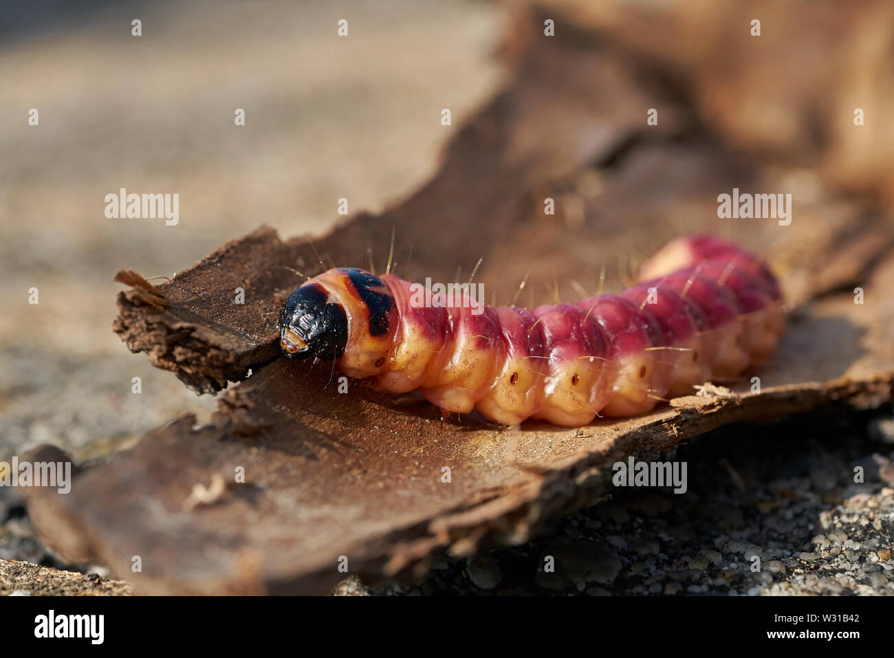 Caterpillar of a Cossus cossus on the bark of a tree Stock Photo
