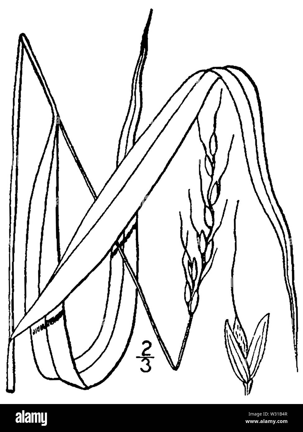 Patis racemosa (as Oryzopsis racemosa) BB-1913 Stock Photo