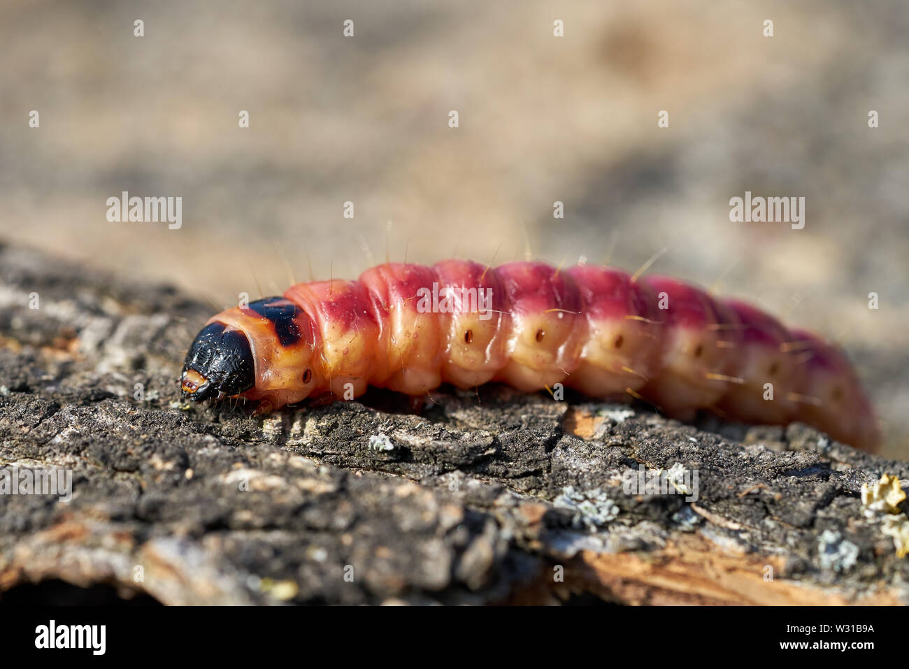 Caterpillar of a Cossus cossus on the bark of a tree Stock Photo - Alamy