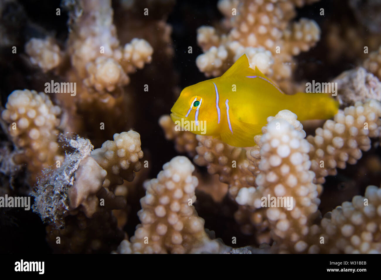 Macro of a Citron coral goby (Gobiodon citrinus) in a hard coral. Small bright yellow fish with white stripes on head. Stock Photo