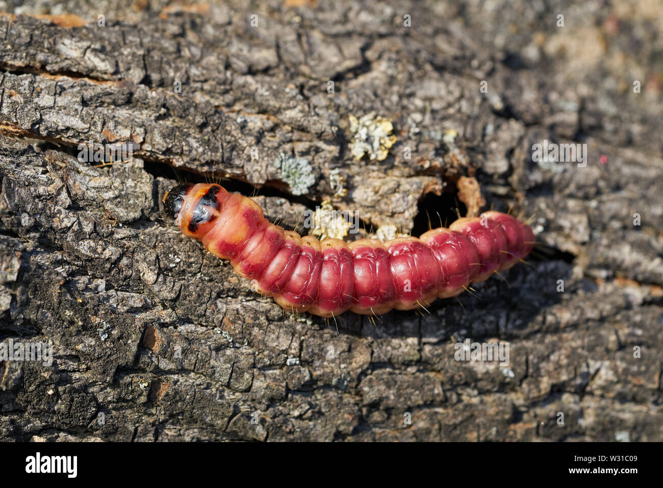 Caterpillar of a Cossus cossus on the bark of a tree Stock Photo