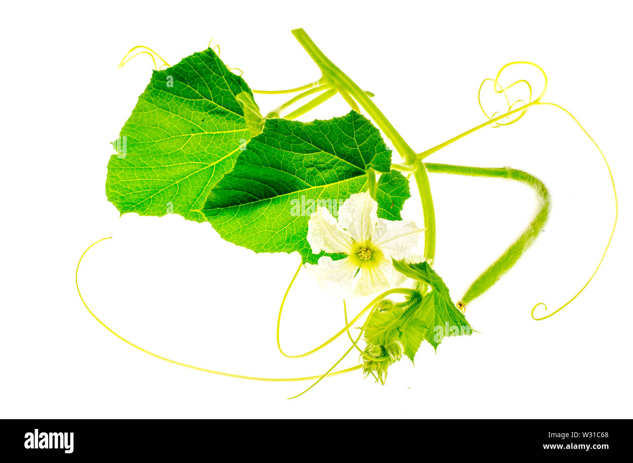 Green sprout Lagenaria with white flower Stock Photo