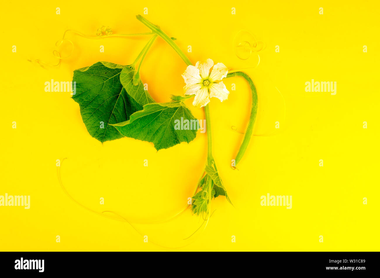 Green sprout Lagenaria with white flower Stock Photo