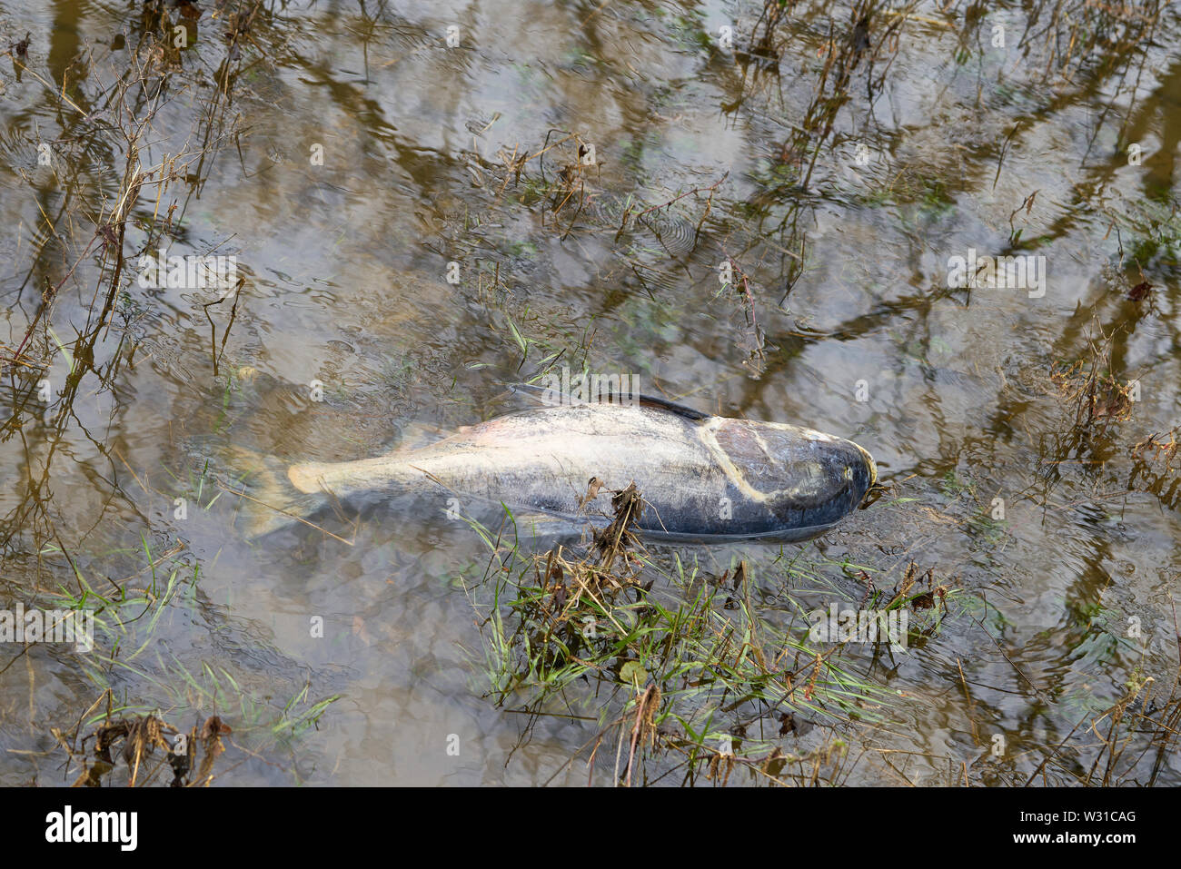 Dead marble carp on the banks of the River Elbe near Magdeburg Stock Photo
