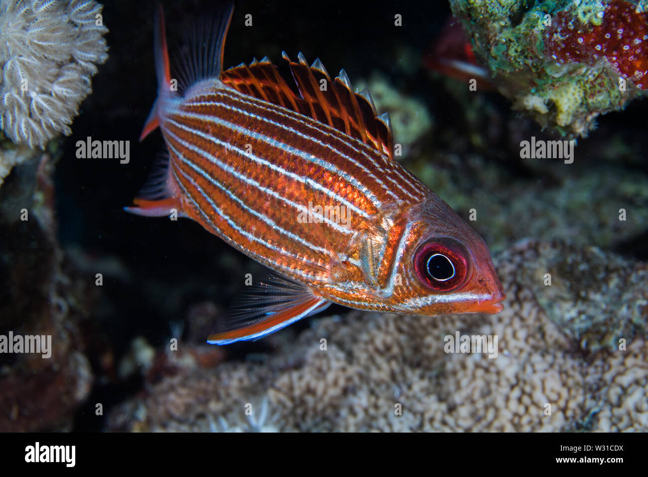 Crown squirrelfish (Sargocentron diadema) bright metallic orange/ red colored fish with white stripes down the side of the body close up. Stock Photo