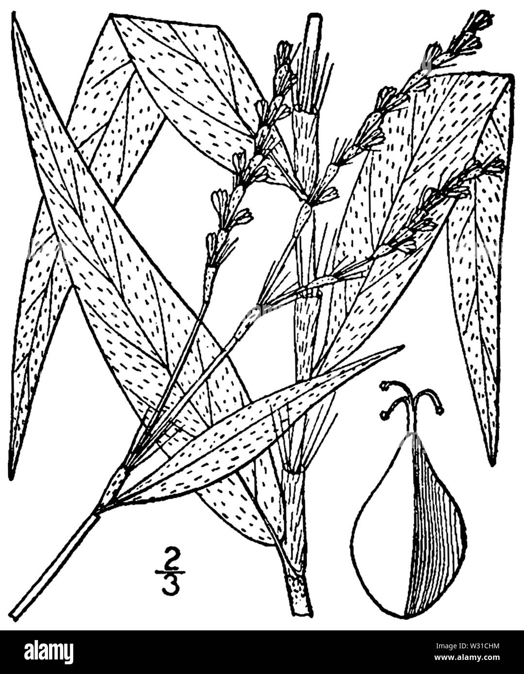 Persicaria setacea BB-1913 Stock Photo