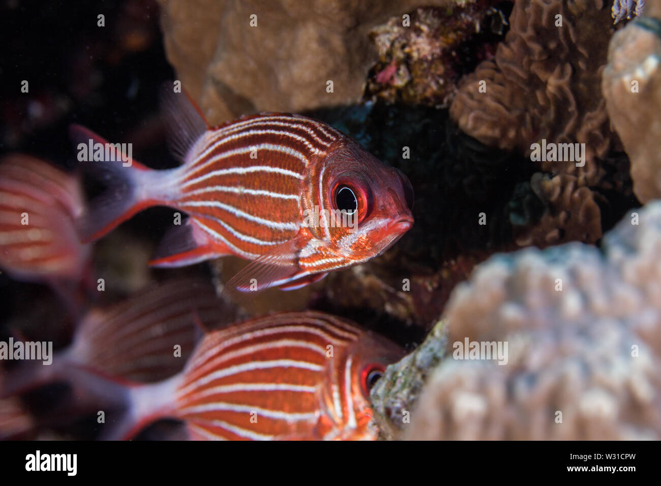 Crown squirrelfish (Sargocentron diadema) bright metallic orange/ red colored fish with white stripes down the side of the body close up. Stock Photo