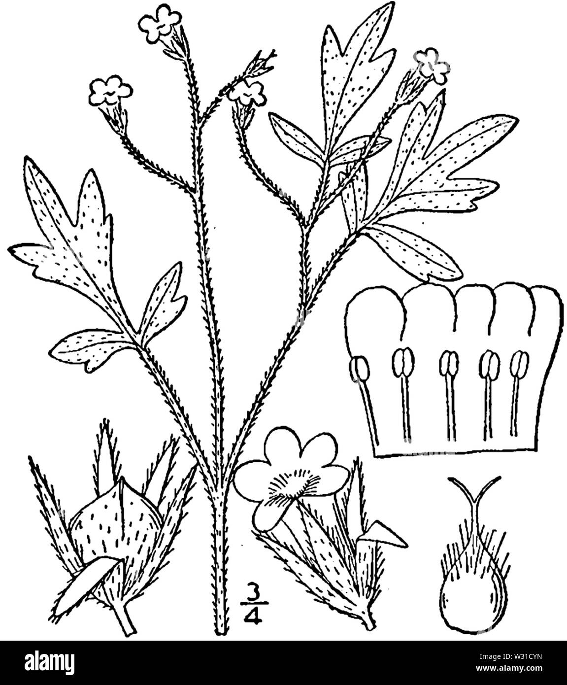 Phacelia covillei Nathaniel Lord Britton & Addison Brown (1913) Stock Photo