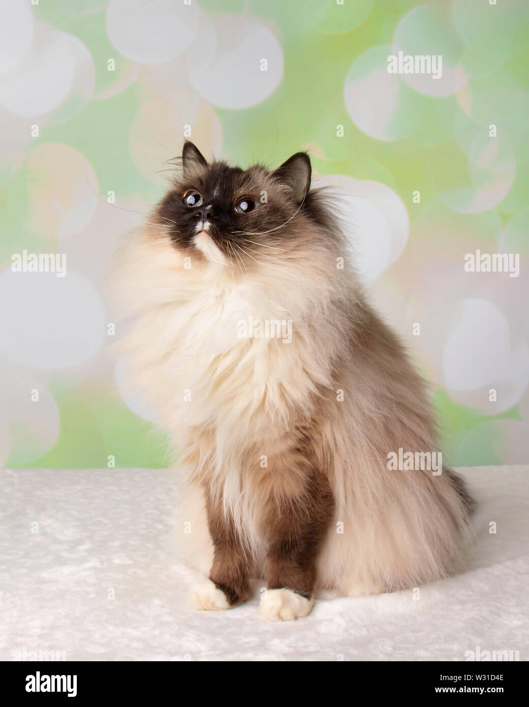 Blue Eyed Ragdoll Breed Cat Sitting Looking Up on a Colorful Spring ...