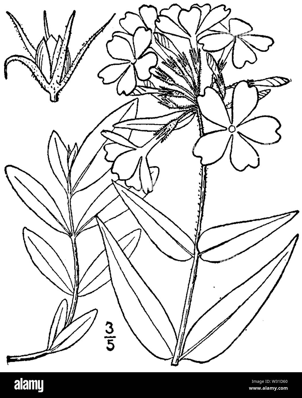 Botanical illustration of Phlox divaricata from 1913. Stock Photo