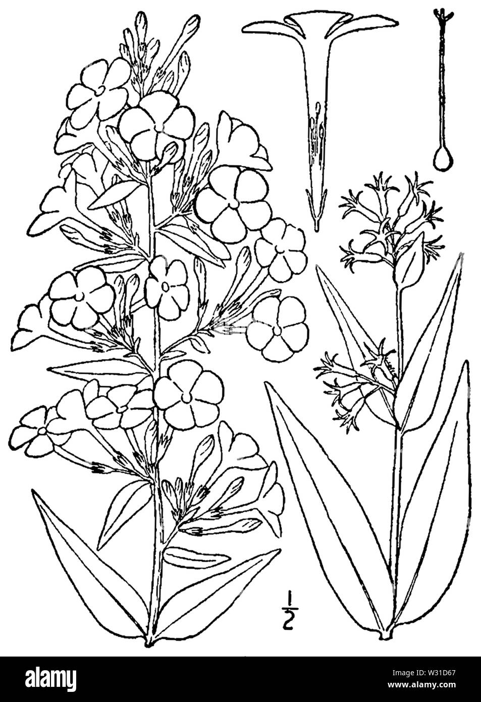 Phlox maculata BB-1913 Stock Photo