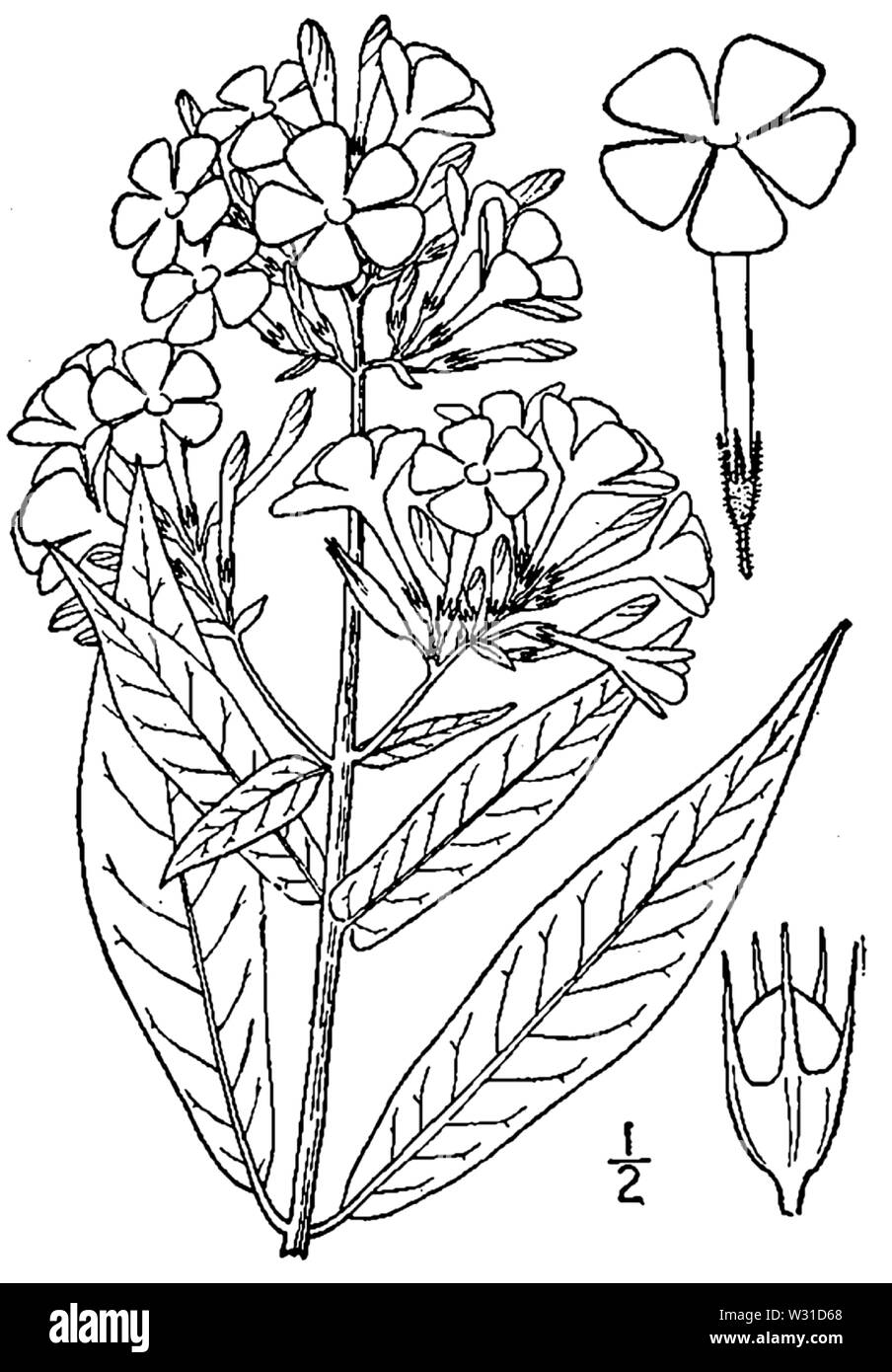 Botanical illustration of Phlox paniculata from 1913. Stock Photo