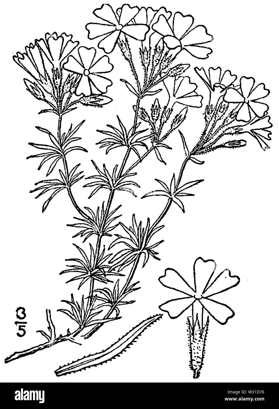 Botanical illustration of Phlox subulata from 1913. Stock Photo