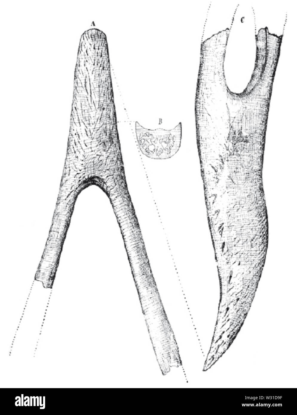 Phorusrhacos holotype sketch (Ameghino 1891) Stock Photo