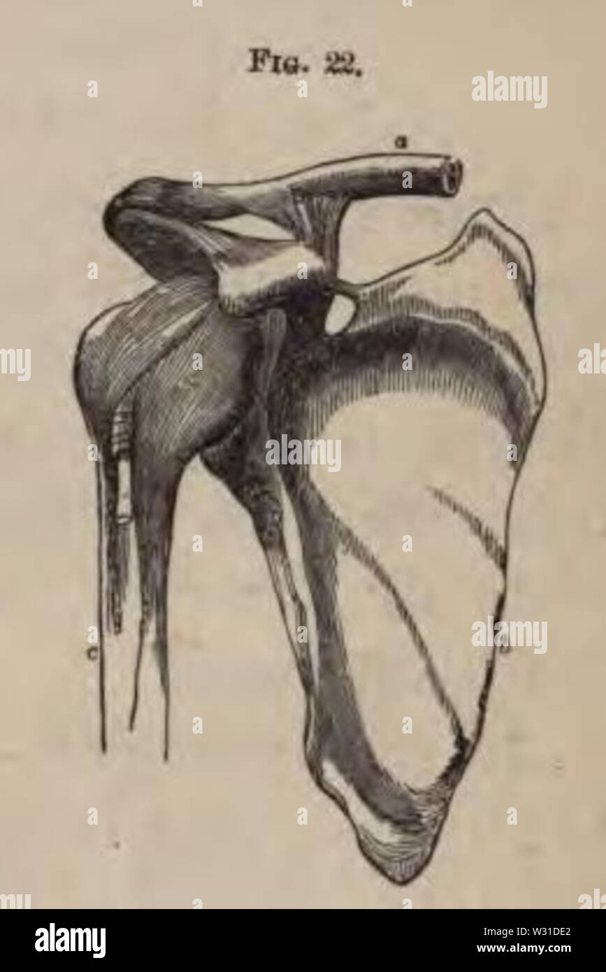 Physiology for Young People 1884 The shoulder joint Stock Photo Alamy