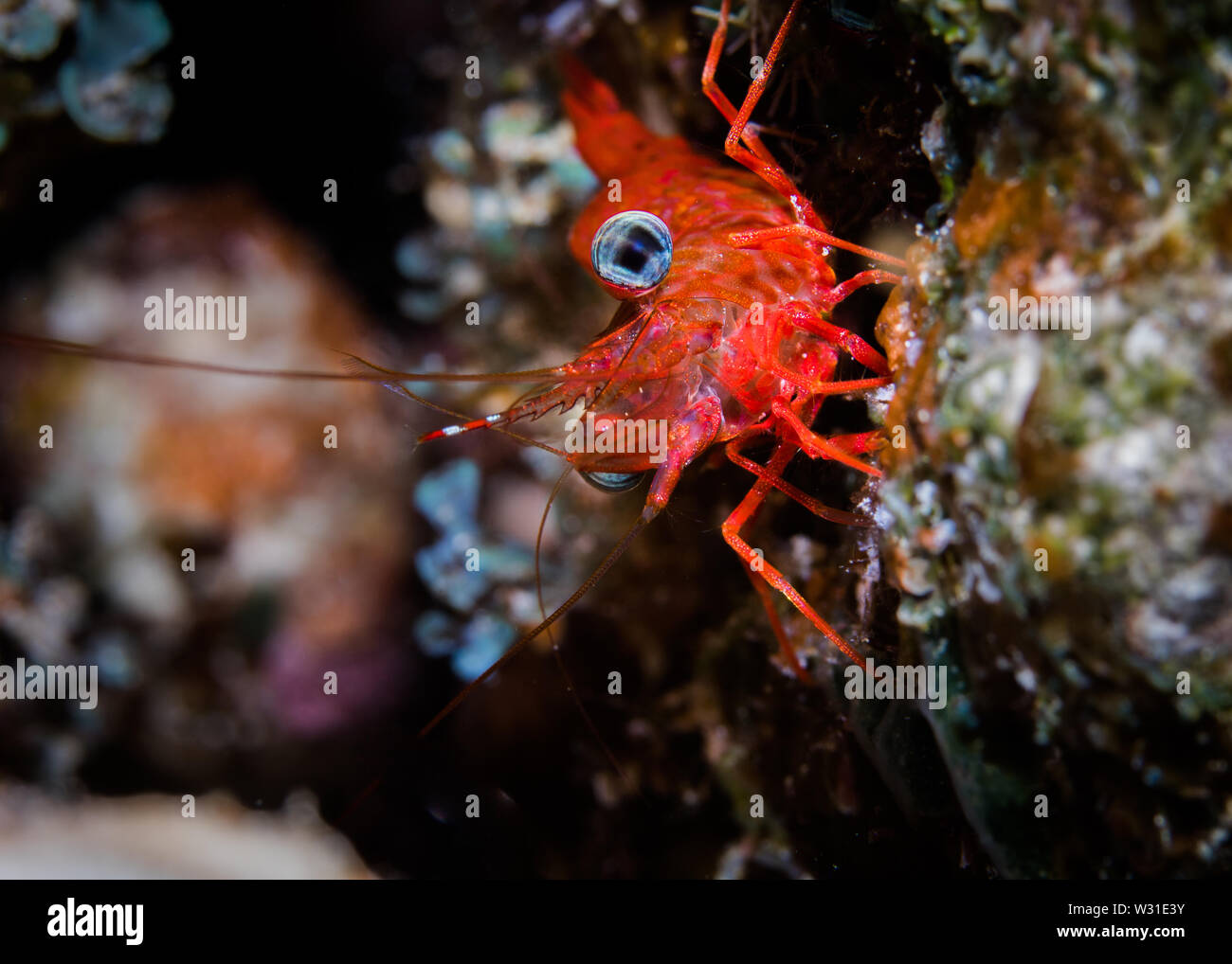 Green-eye Dancing Shrimp (Cinetorhynchus reticulatus) close up of the orange/ red colored shrimp sitting on the reef. Stock Photo