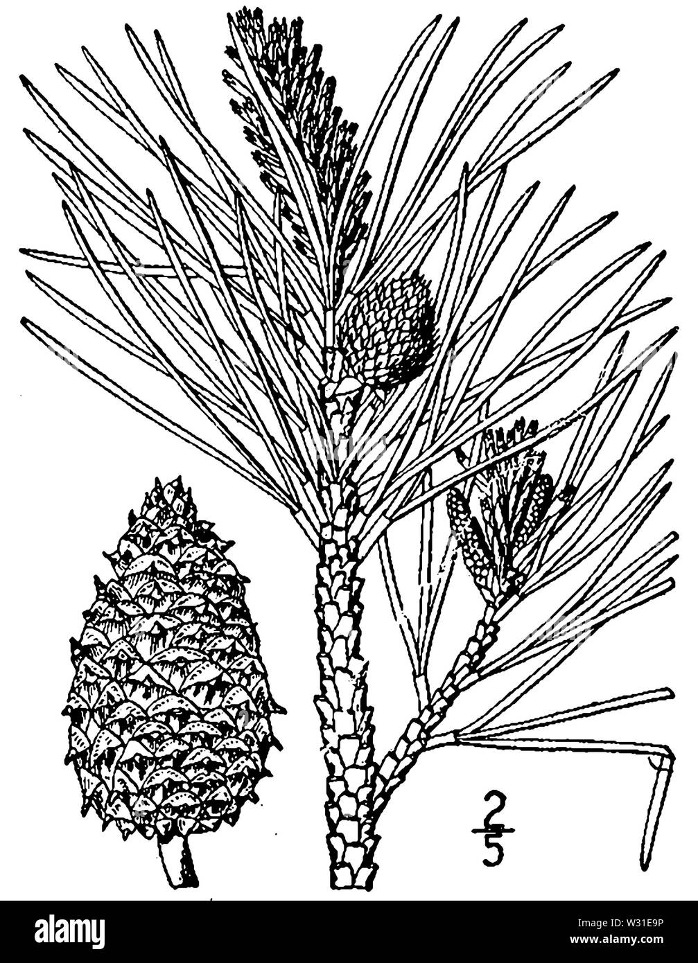 Pinus rigida drawing Stock Photo