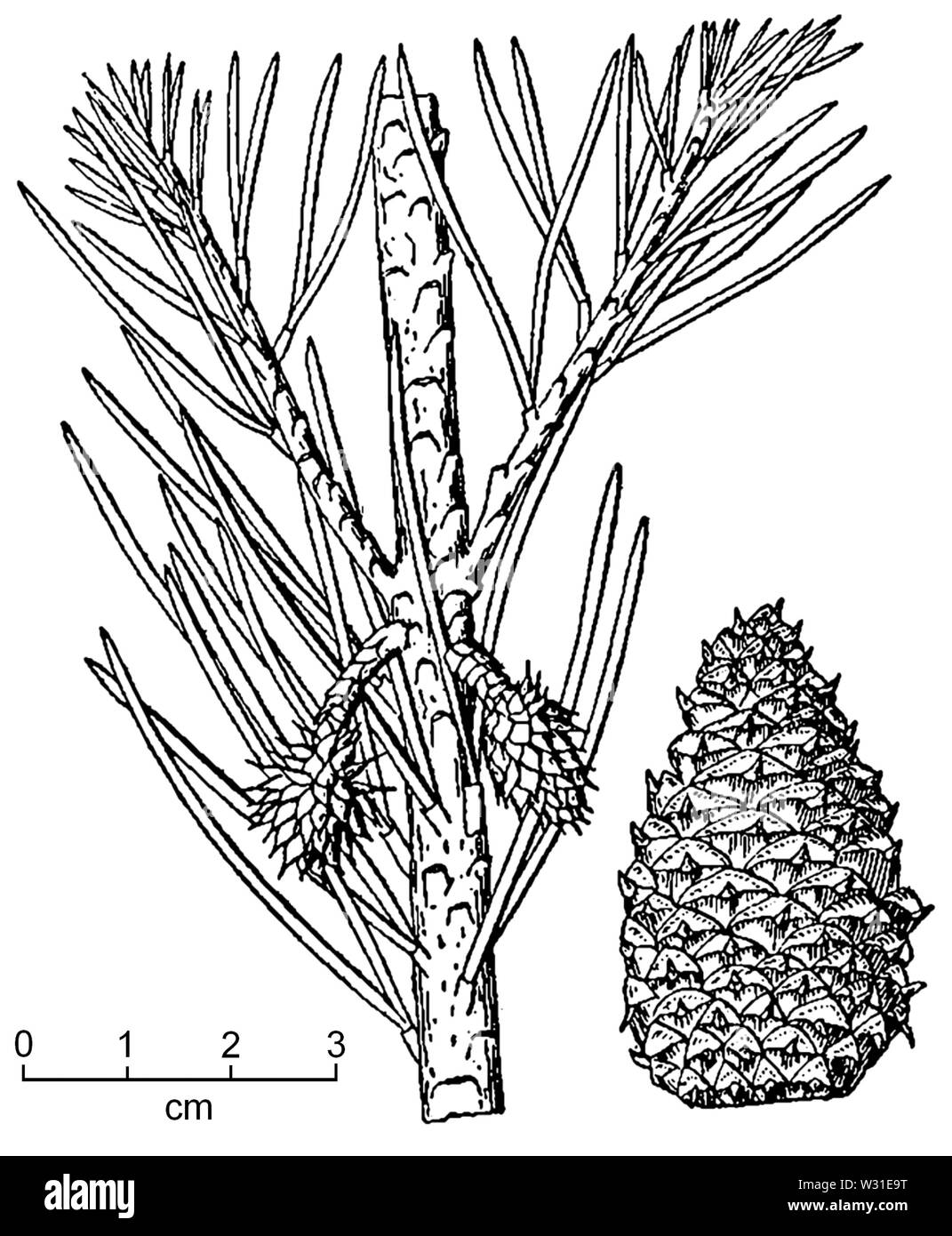 Pinus virginiana drawing Stock Photo
