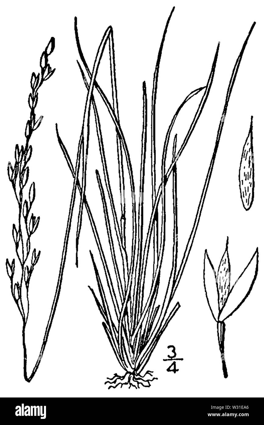 Piptatheropsis pungens (as Oryzopsis pungens) BB-1913 Stock Photo