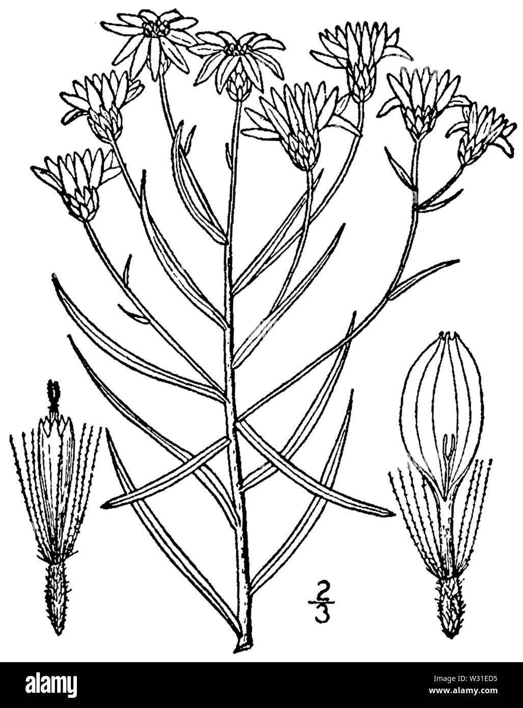 Pityopsis falcata BB-1913 Stock Photo