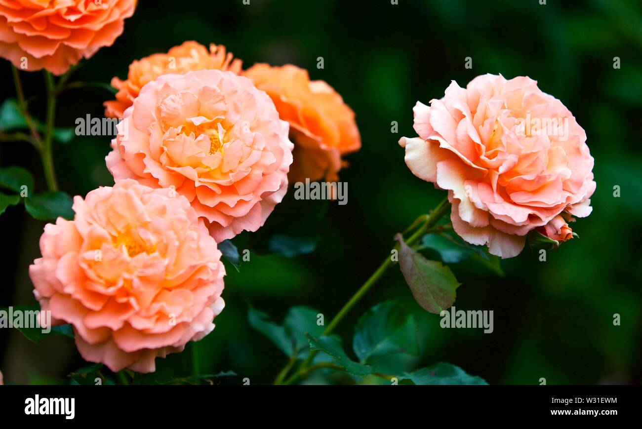 Rosa ‘Orange’ Meilove Stock Photo