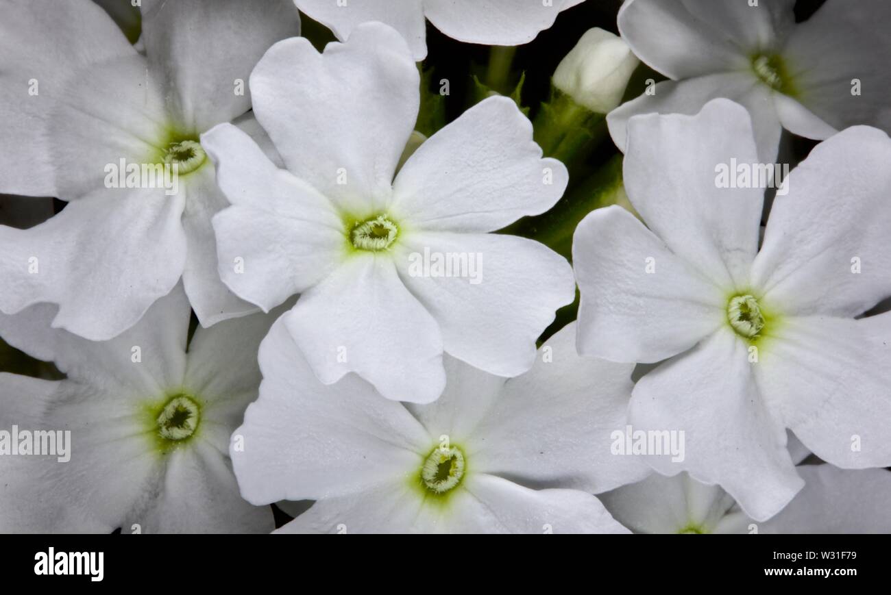 Verbena Lanai Blush White Stock Photo