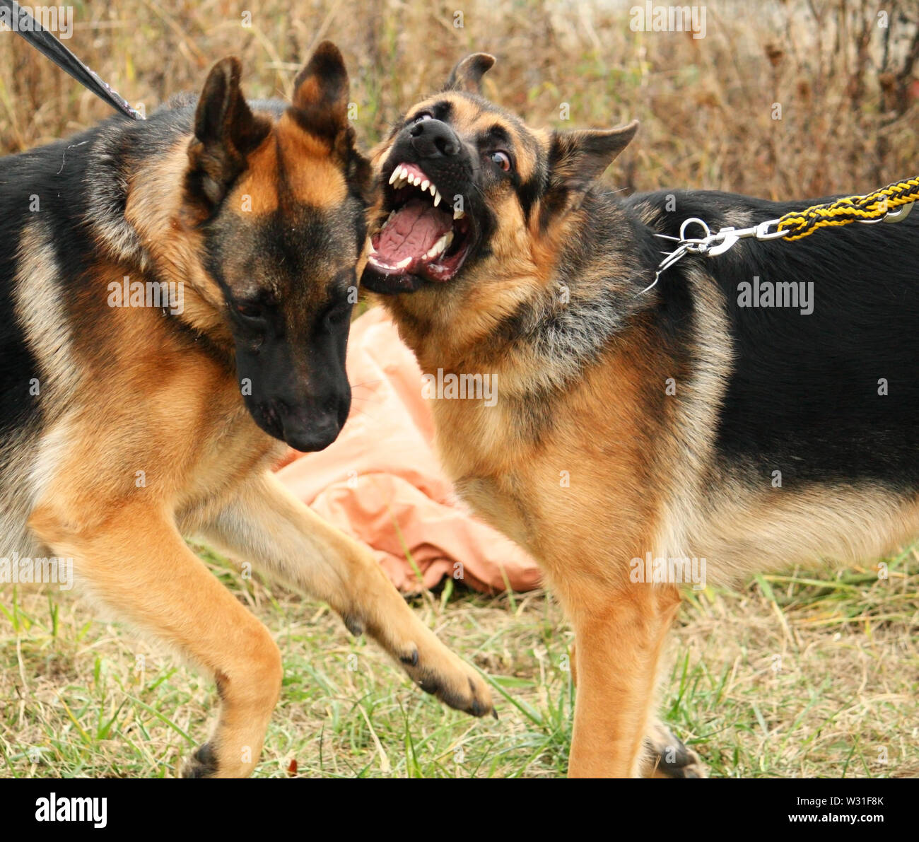 german shepherd fighting