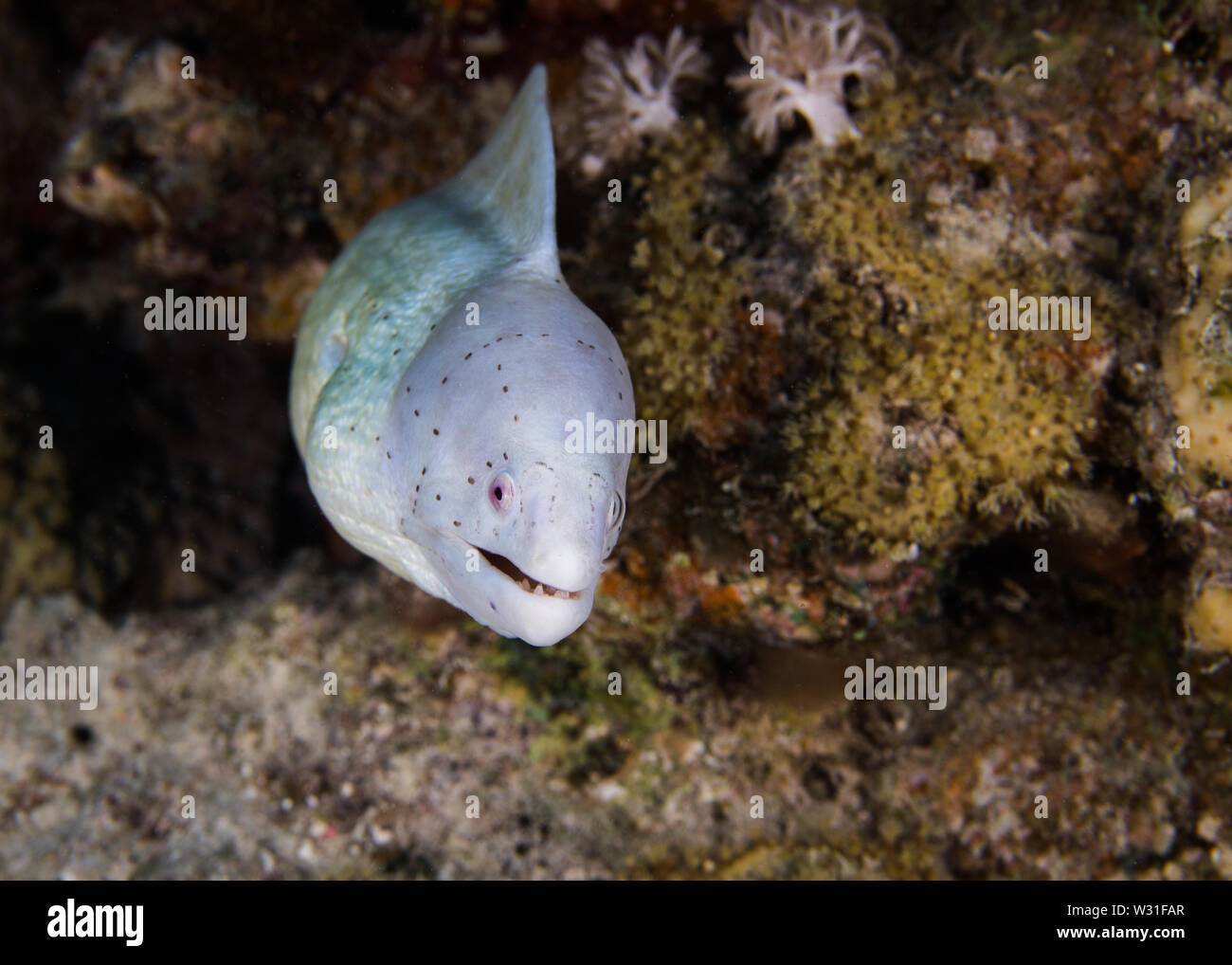 Grey moray (Gymnothorax griseus) eel with it #39 s head sticking out of a