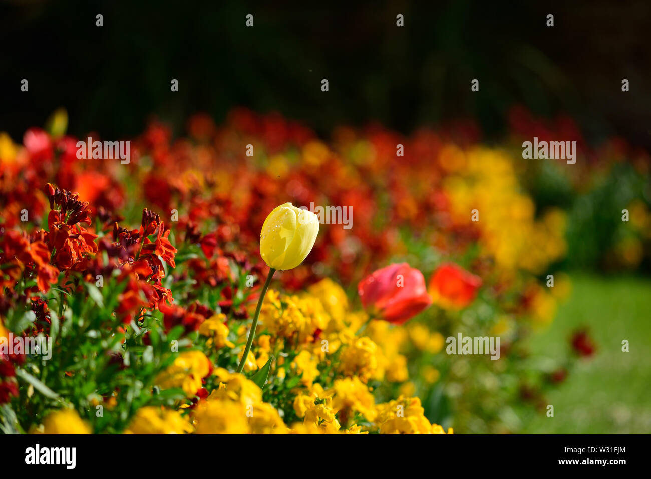 Yellow & Red Tulips Stock Photo