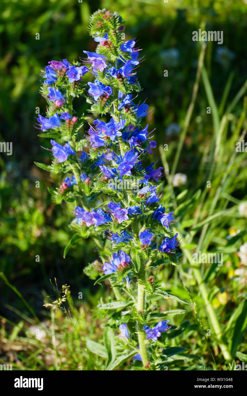 Gewöhnlicher Natternkopf Echium Vulgare, mit blauen Blüten auf einer