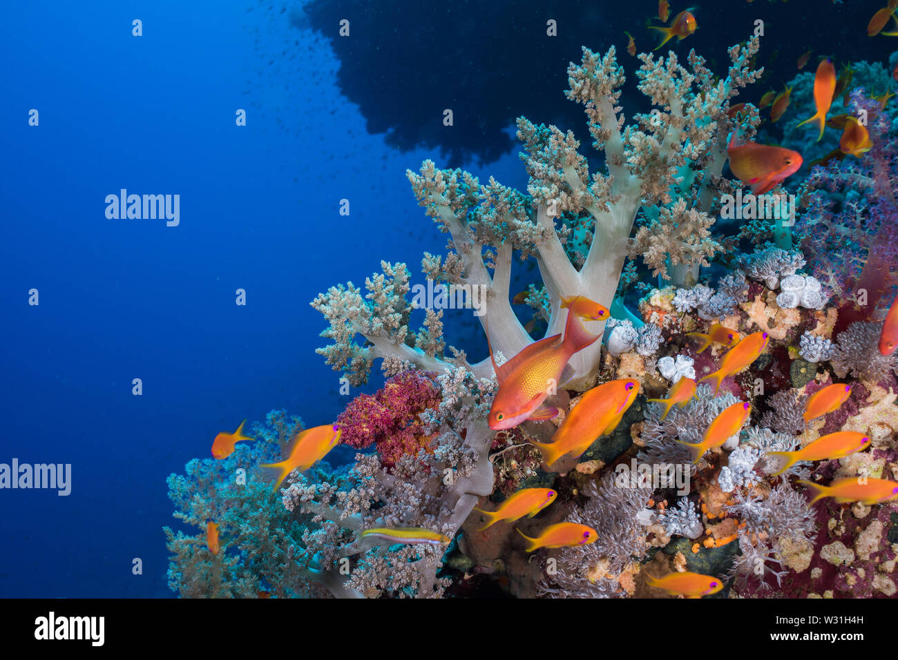 Seascape with lyretail anthias (Pseudanthias squamipinnis) fish in the foreground and a soft coral behind them. Stock Photo