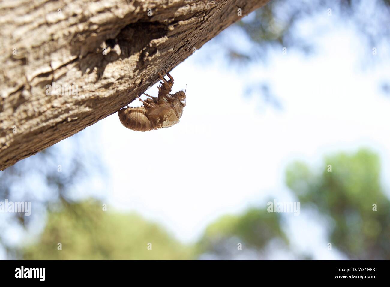 Closeup one empty cicada shell hanging from a tree trunk of an olive tree in an olive grove at summer season in the countryside. Blurred background Stock Photo