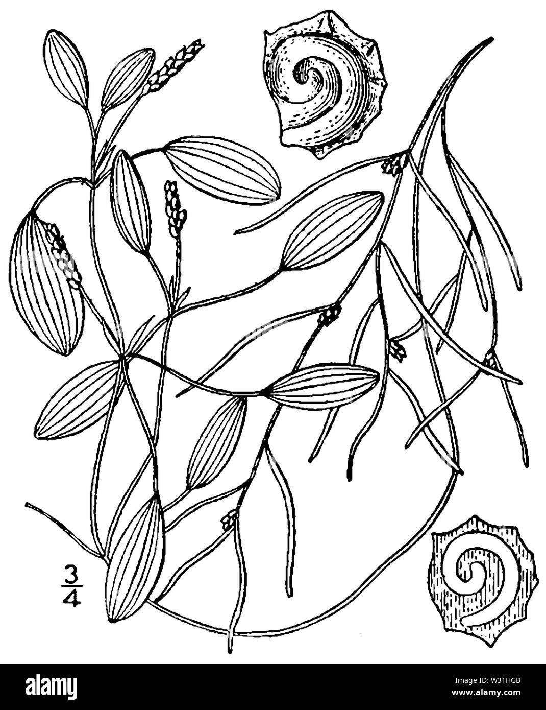 Potamogeton spirillus (as Potamogeton dimorphus) BB-1913 Stock Photo
