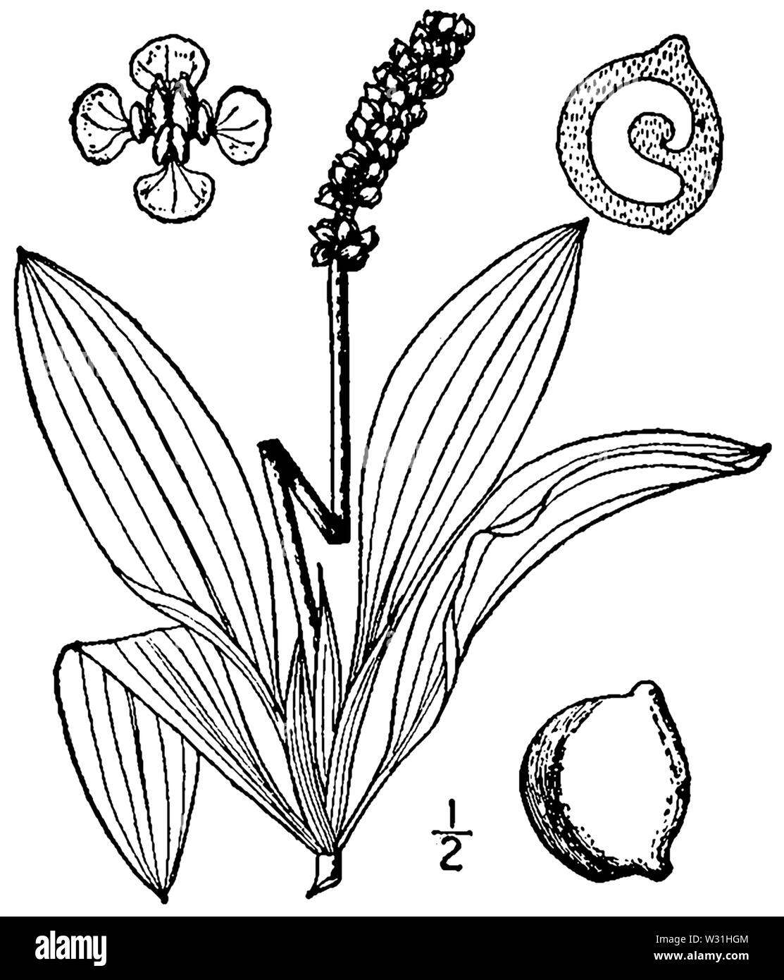 Potamogeton illinoensis (as P lucens auct non L) BB-1913 Stock Photo