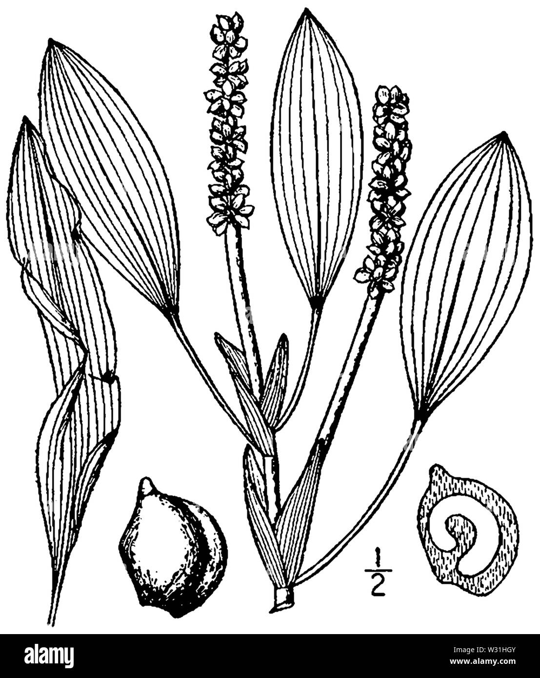 Potamogeton illinoensis (as P angustifolius) BB-1913 Stock Photo