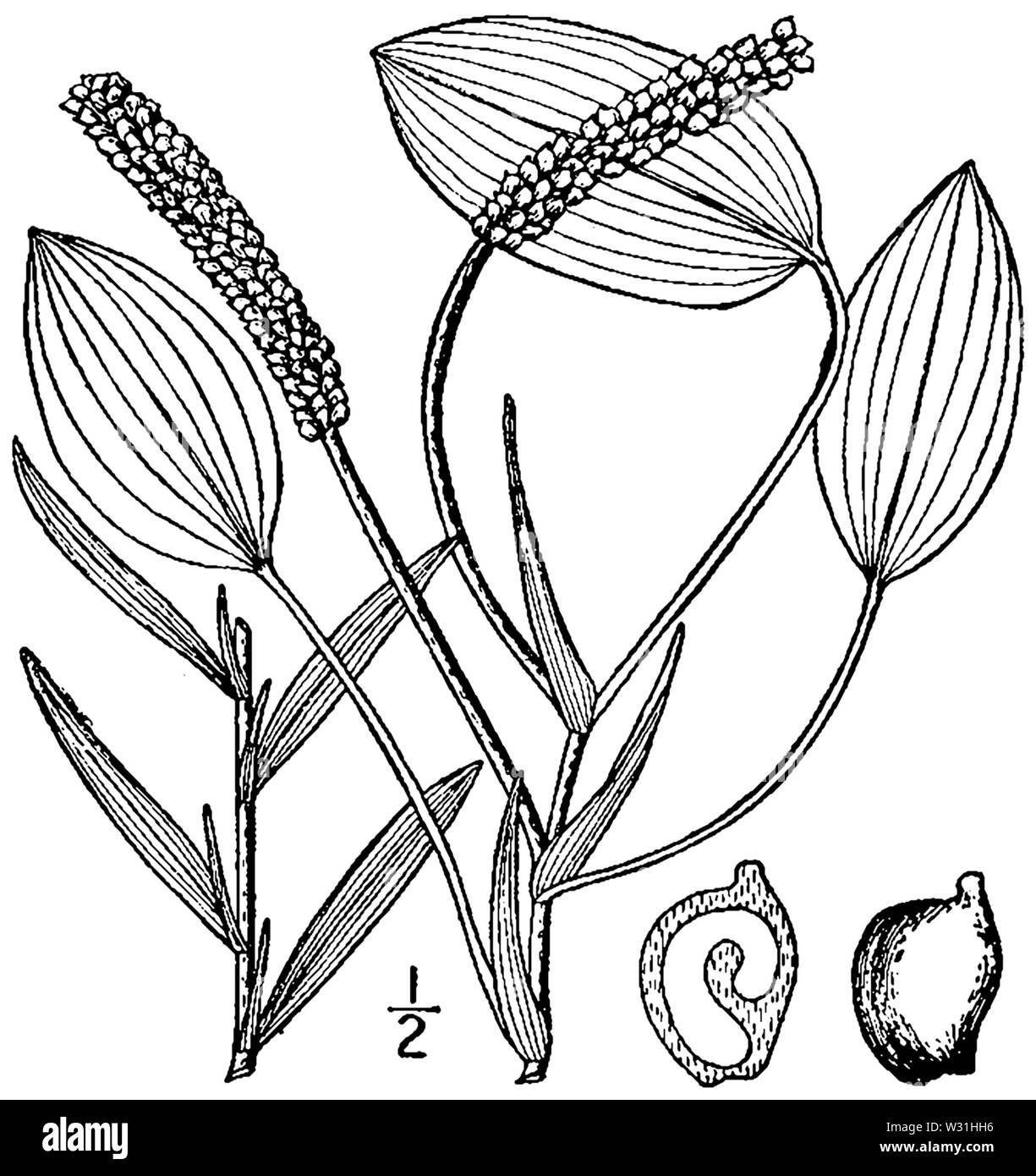 Potamogeton illinoensis (as P heterophyllus) BB-1913 Stock Photo