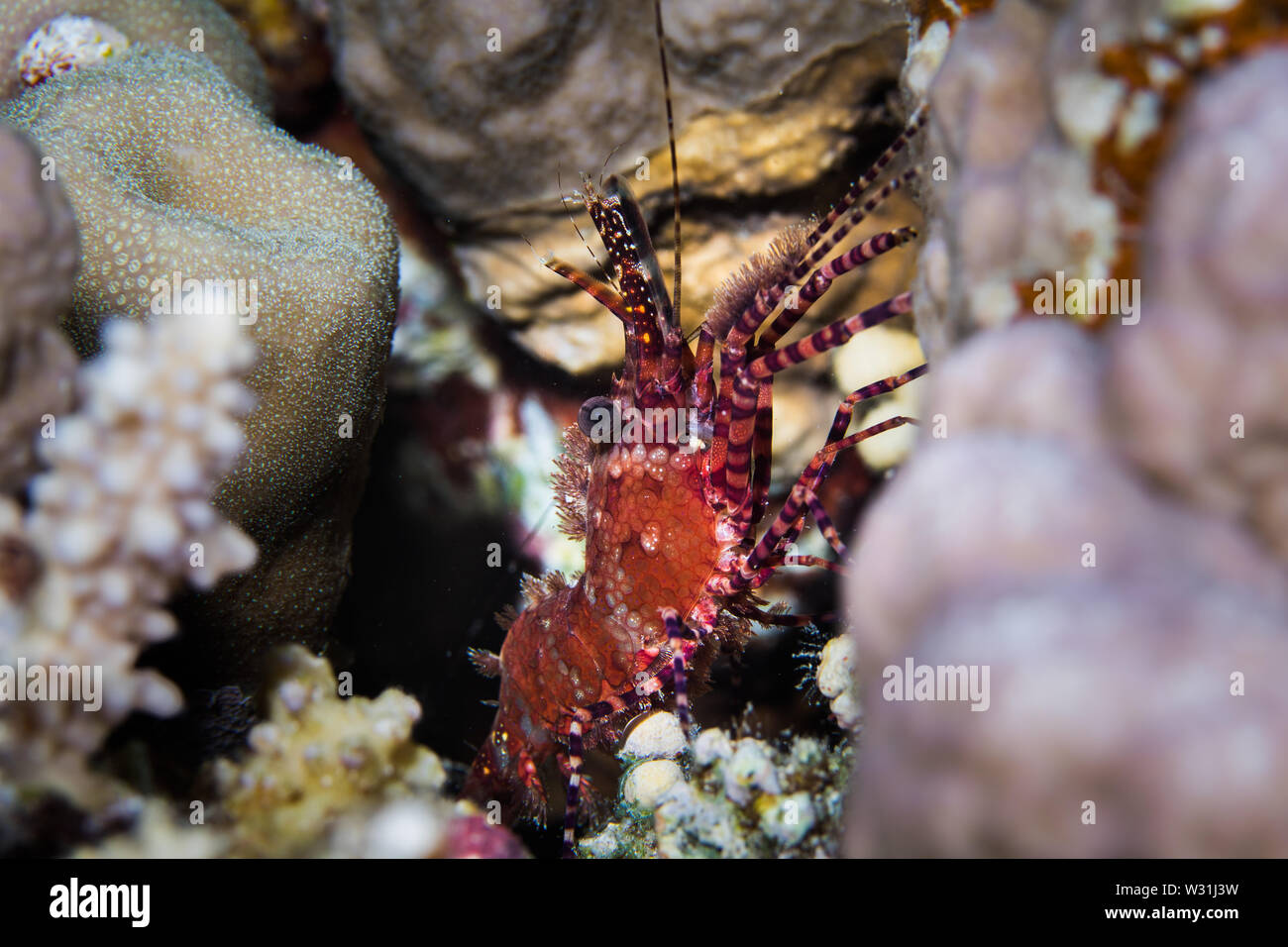 Marbled shrimp (Saron marmoratus) sitting in a crevice close up. Looks like marble purple and orange body with striped legs. Stock Photo
